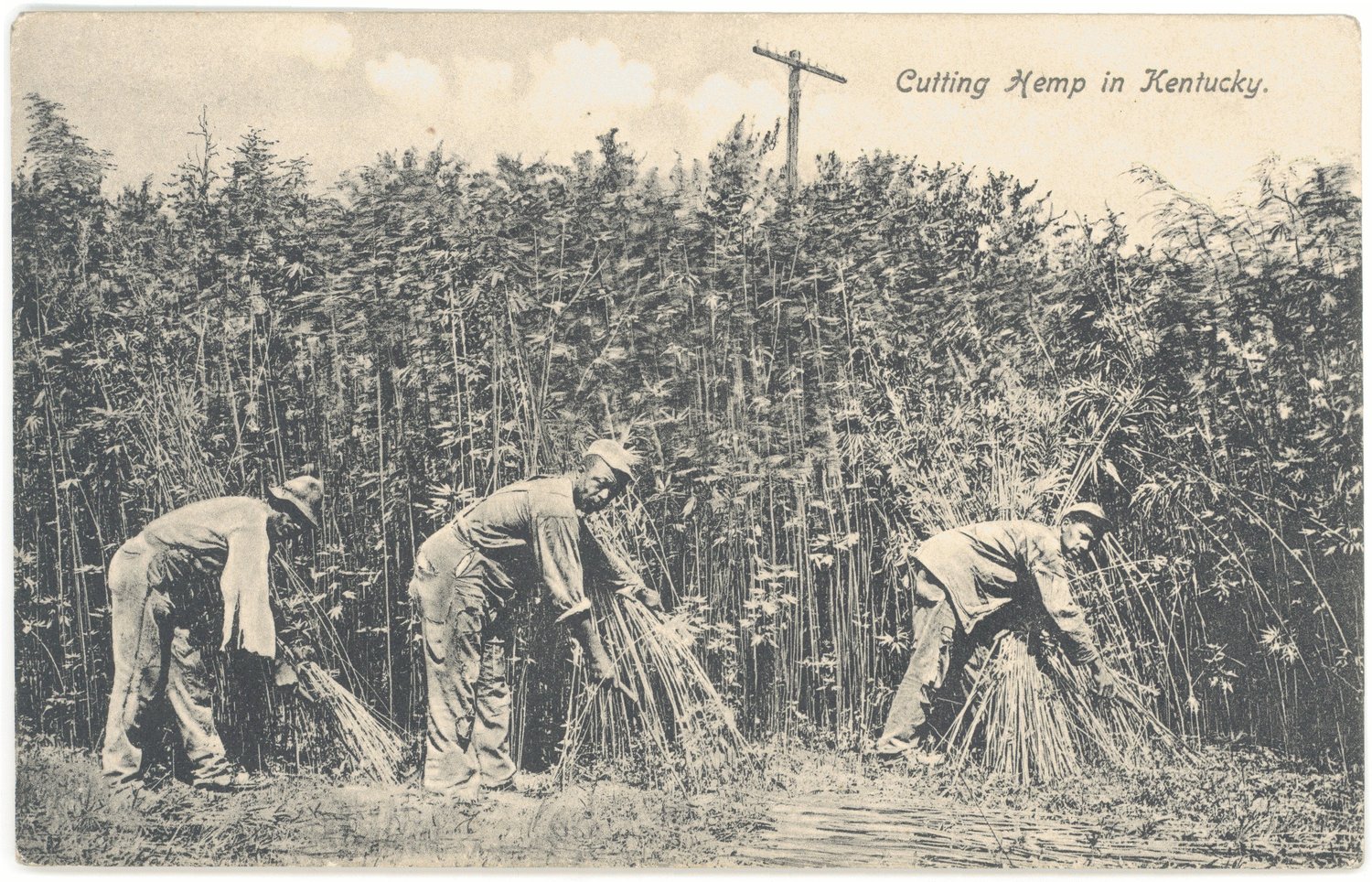 Workers harvesting hemp in Kentucky, 1895